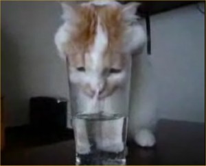 I gatti e l'acqua