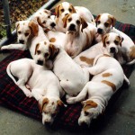 Vaccinazioni per i cani