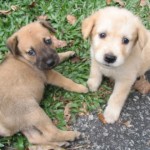Che carini i cuccioli di cane!