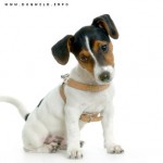 Jack Russel