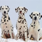 Cani Dalmata