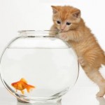 Il pesce rosso: alcuni consigli