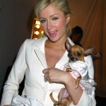 chihuahua Il Chihuahua di Paris Hilton