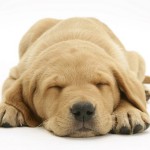 Il labrador... il famoso cane Scottex!