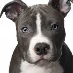 Razza Pitbull: muso tenero ma temperamento aggressivo