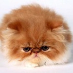gatto persiano Il dolcissimo gatto di razza Persiano