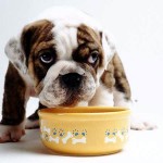 alimentazione cani alimentazione cani