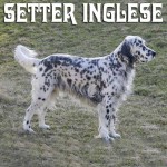 setter inglese