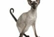 Il gatto Balinese e la sua particolare silouhette