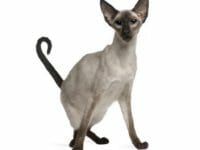 Il gatto Balinese e la sua particolare silouhette