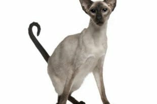 Il gatto Balinese e la sua particolare silouhette