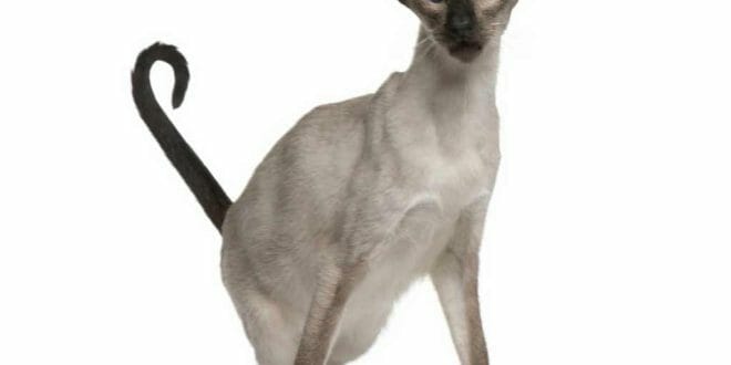 Il gatto Balinese e la sua particolare silouhette