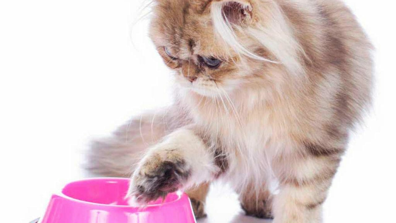 L Alimentazione Del Gatto Persiano Consigli Animali Domestici