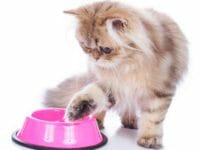 Alimentazione del gatto persiano