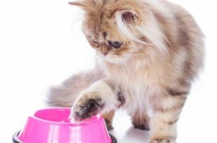 Alimentazione del gatto persiano