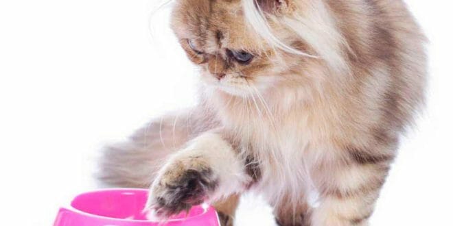 Alimentazione del gatto persiano