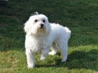 Il cane Maltese