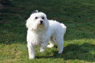 Il cane Maltese