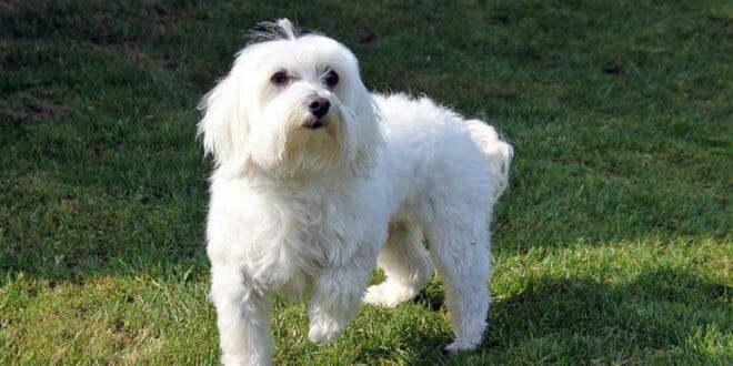 Il cane Maltese