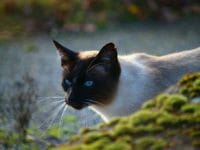 Il gatto di razza Siamese