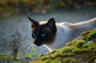 Il gatto di razza Siamese