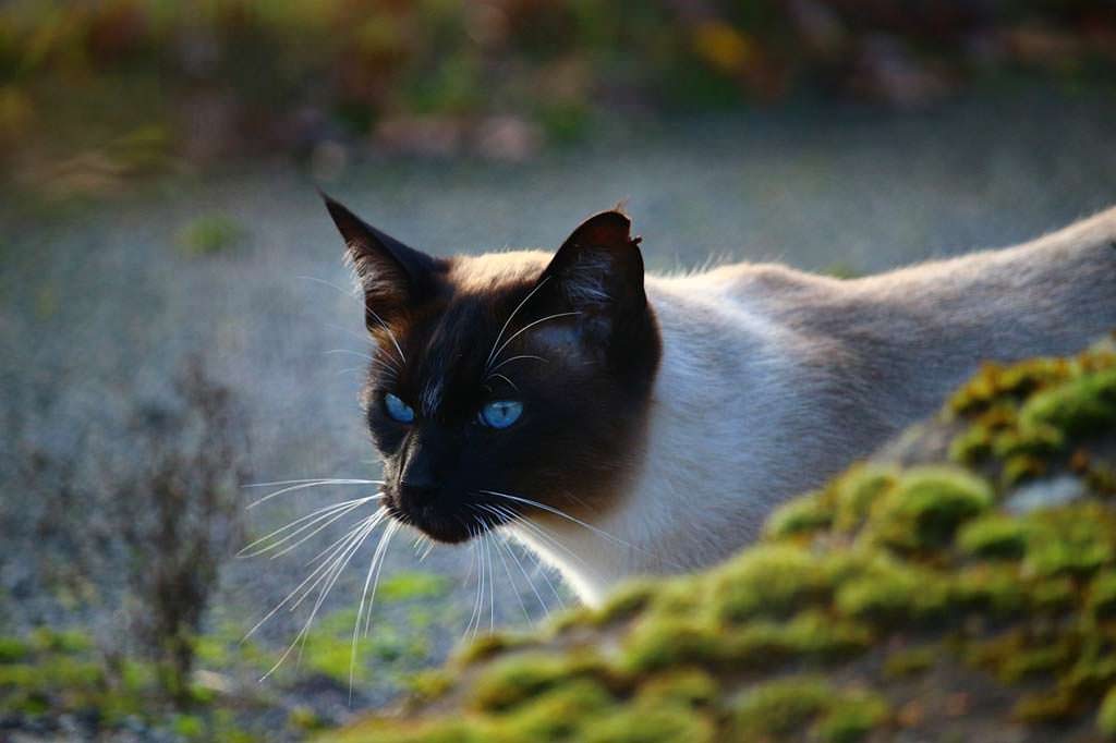 Il gatto Siamese: le cose da sapere prima di averlo! - consigli animali ...