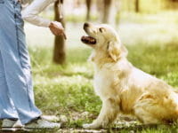 Addestramento del cane: consigli base
