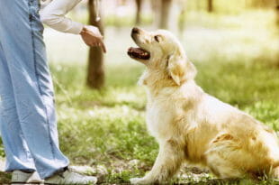 Addestramento del cane: consigli base