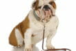 Cane di razza Bulldog