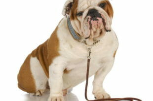 Cane di razza Bulldog