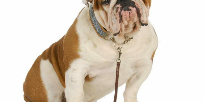 Cane di razza Bulldog