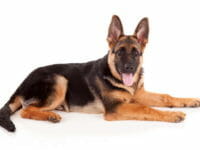 Cane Lupo: il Pastore tedesco