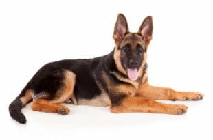 Cane Lupo: il Pastore tedesco
