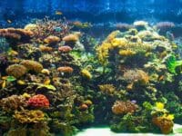 ABC dell'acquario, come iniziare