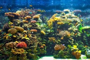 ABC dell'acquario, come iniziare