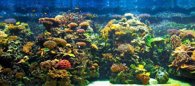 ABC dell'acquario, come iniziare