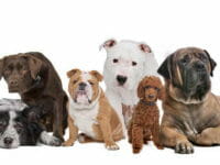 Cani: varietà di razze