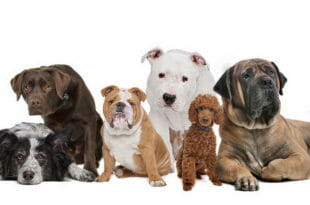 Cani: varietà di razze
