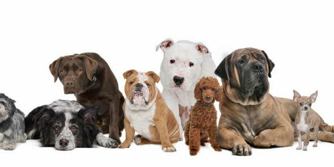 Cani: varietà di razze