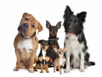 Guida alla scelta del cane