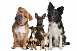 Guida alla scelta del cane