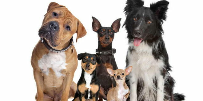 Guida alla scelta del cane