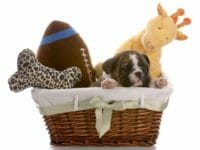 Accessori per cani