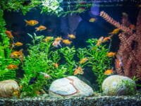 Acquario: il filtro
