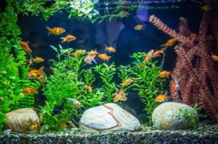 Acquario: il filtro