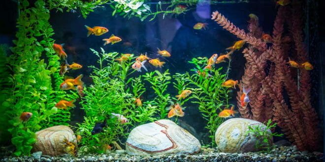 Acquario: il filtro