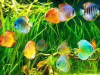 Illuminazione dell'acquario