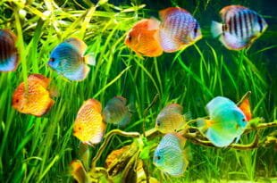 Illuminazione dell'acquario