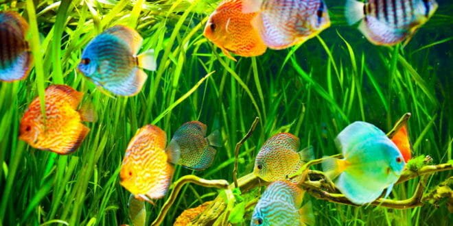 Illuminazione dell'acquario