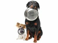 Consigli alimentazione dei cani